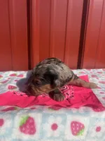 tinkerbell, a female Yorkipoo for sale in Benton, MO – Photo 1 of 4