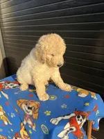Carmel, a male Labradoodle for sale in Benton, MO – 2 of 3
