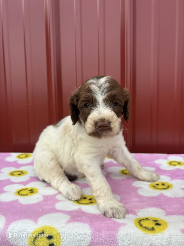 shania – Aussiedoodle puppy for sale in Benton, MO