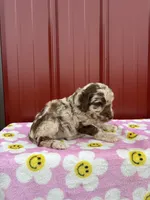 elsie, a female Aussiedoodle for sale in Benton, MO – 2 of 3