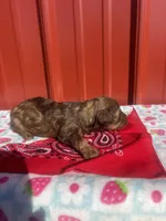 zena, a female Yorkipoo for sale in Benton, MO – Photo 5 of 5