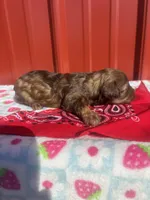 zena, a female Yorkipoo for sale in Benton, MO – Photo 2 of 5