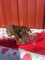 zena, a female Yorkipoo for sale in Benton, MO – Photo 1 of 5