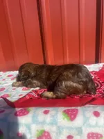 zena, a female Yorkipoo for sale in Benton, MO – Photo 4 of 5