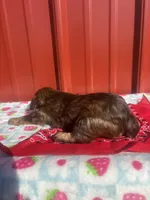 zena, a female Yorkipoo for sale in Benton, MO – Photo 3 of 5