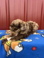 aspen, a male Aussiedoodle for sale in Benton, MO – 2 of 4