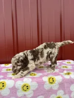 elsie, a female Aussiedoodle for sale in Benton, MO – 3 of 3