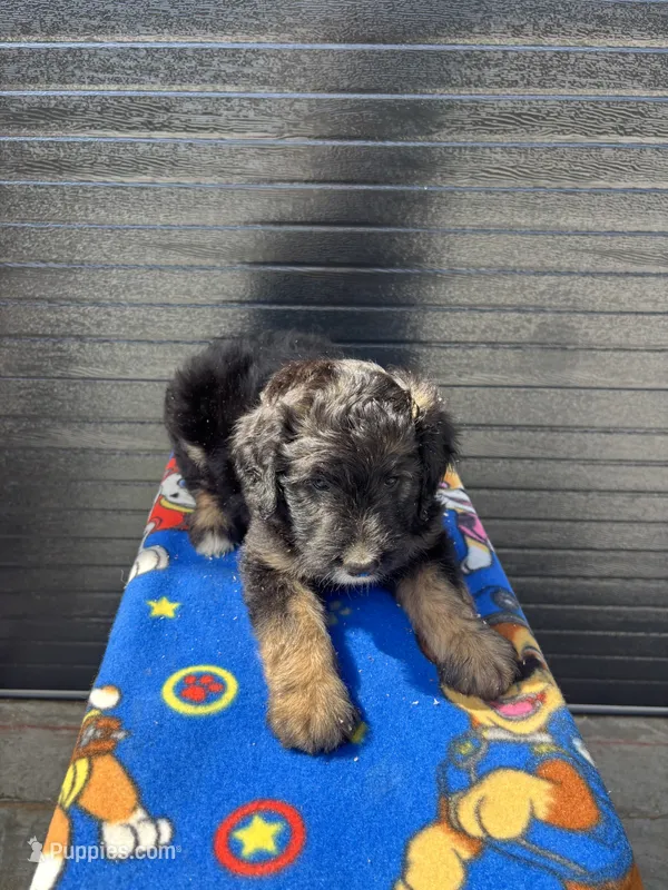 willie – Aussiedoodle puppy for sale in Benton, MO