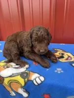 hagard, a male Aussiedoodle for sale in Benton, MO – 4 of 4
