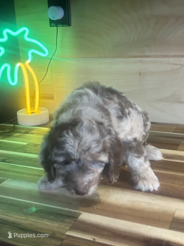 lucy – Aussiedoodle puppy for sale in Benton, MO