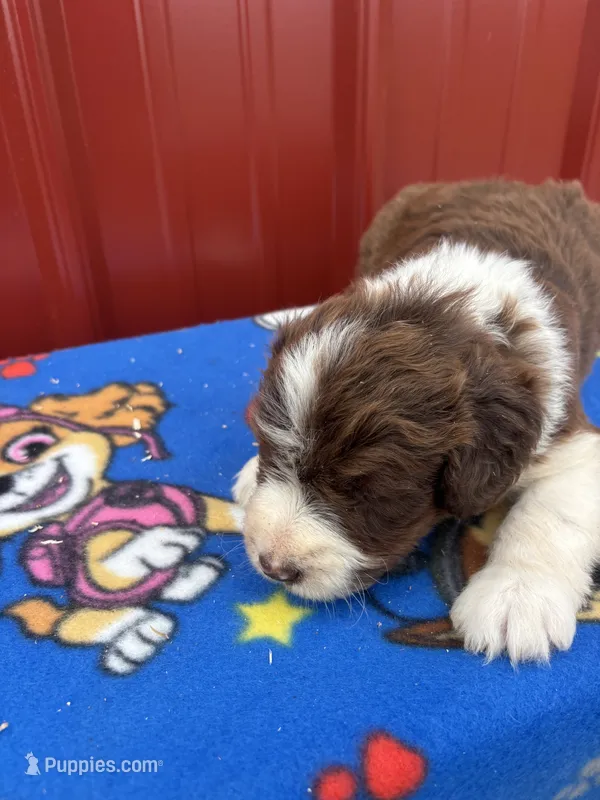 earl – Aussiedoodle puppy for sale in Benton, MO