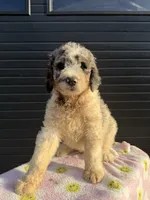 Salsa, a male Labradoodle for sale in Benton, MO – 4 of 4