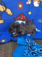 turbo, a male Poodle - Toy  for sale in Benton, MO – Photo 3 of 4