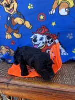 rocky, a male Poodle - Toy  for sale in Benton, MO – Photo 3 of 3
