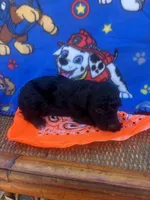 rocky, a male Poodle - Toy  for sale in Benton, MO – Photo 1 of 3