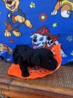 rocky, a male Poodle - Toy  for sale in Benton, MO – Photo 2 of 3