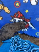 turbo, a male Poodle - Toy  for sale in Benton, MO – Photo 4 of 4