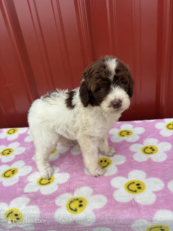 jewwlels – Aussiedoodle puppy for sale in Benton, MO