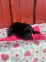 darla, a female Yorkipoo for sale in Benton, MO – Photo 2 of 3