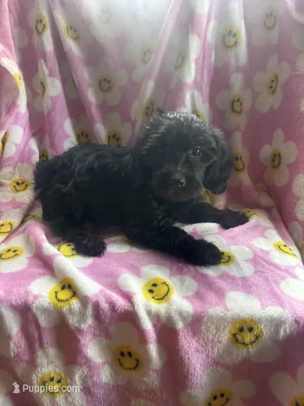 darla – Yorkipoo puppy for sale in Benton, MO