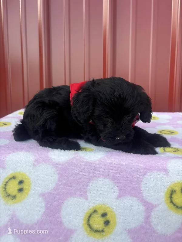 darla – Yorkipoo puppy for sale in Benton, MO