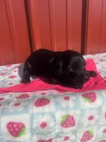 darla, a female Yorkipoo for sale in Benton, MO – Photo 1 of 3