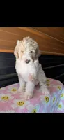 lucy, a female Aussiedoodle for sale in Benton, MO – 2 of 3
