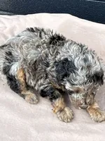 Popcorn, a male Poodle - Toy  for sale in Benton, MO – 4 of 4