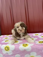 lucy, a female Aussiedoodle for sale in Benton, MO – 1 of 4