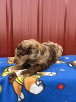 aspen, a male Aussiedoodle for sale in Benton, MO – 4 of 4