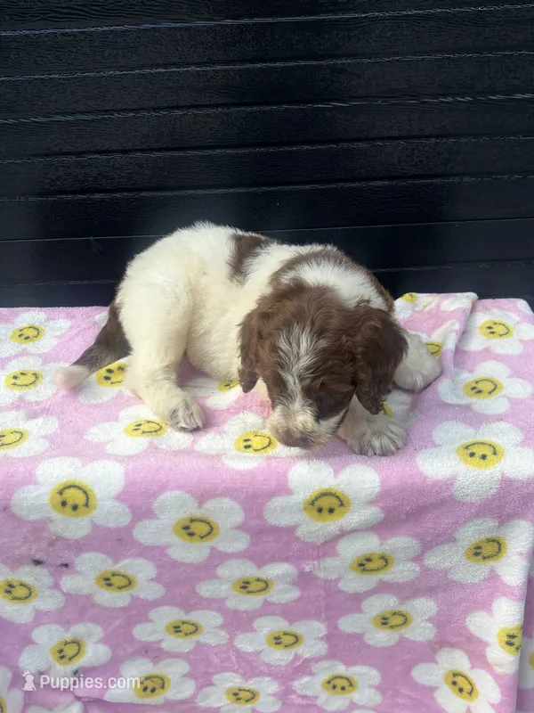 shania – Aussiedoodle puppy for sale in Benton, MO