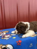 earl, a male Aussiedoodle for sale in Benton, MO – 2 of 3