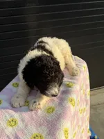Lillyanna, a male Labradoodle for sale in Benton, MO – 1 of 3
