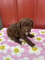 cocoa, a female Aussiedoodle for sale in Benton, MO – 1 of 3
