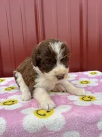 abby, a female Aussiedoodle for sale in Benton, MO – 2 of 3