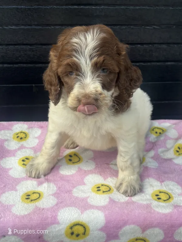 ruby – Aussiedoodle puppy for sale in Benton, MO