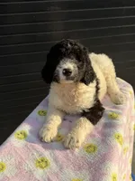 Lillyanna, a male Labradoodle for sale in Benton, MO – 2 of 3