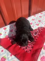 zoey, a female Yorkipoo for sale in Benton, MO – Photo 3 of 4