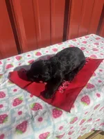 zoey, a female Yorkipoo for sale in Benton, MO – Photo 1 of 4