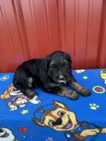 willie, a male Aussiedoodle for sale in Benton, MO – 2 of 3