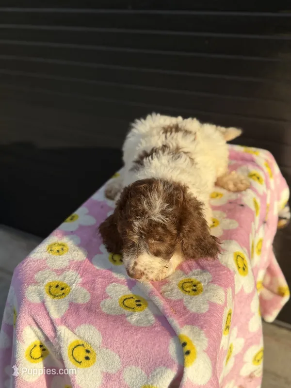shania – Aussiedoodle puppy for sale in Benton, MO
