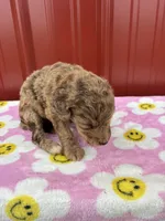 gracie, a female Aussiedoodle for sale in Benton, MO – 3 of 4
