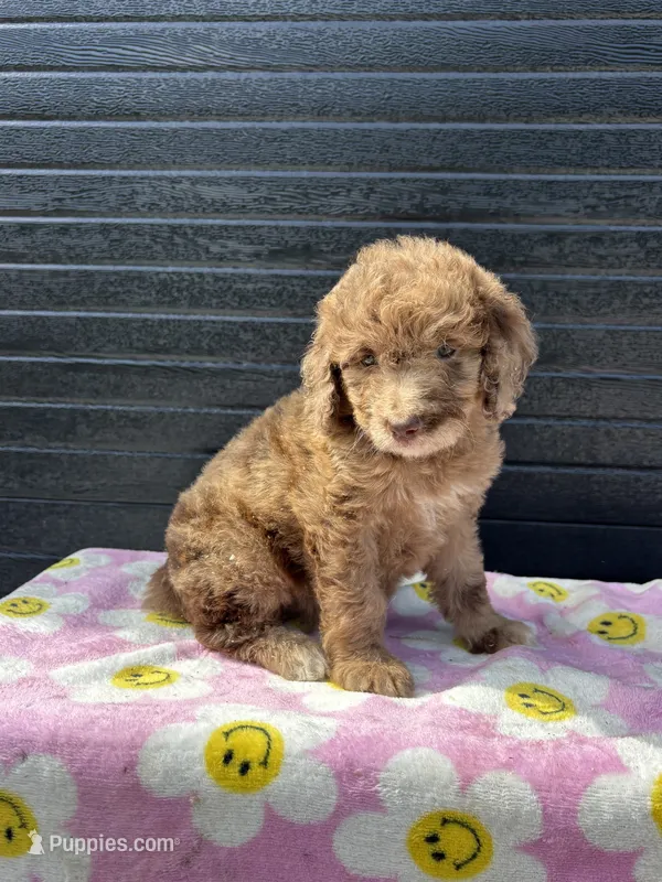 lucy – Aussiedoodle puppy for sale in Benton, MO