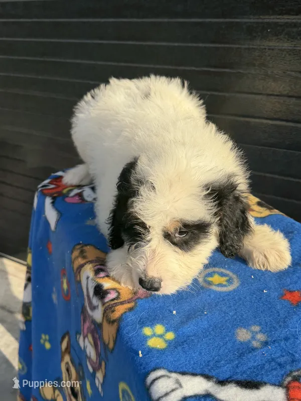 oreo – Aussiedoodle puppy for sale in Benton, MO