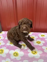cocoa, a female Aussiedoodle for sale in Benton, MO – 2 of 3