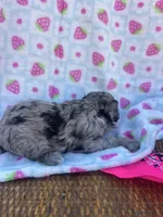 ellie, a female Poodle - Toy  for sale in Benton, MO – Photo 5 of 6