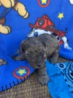 turbo, a male Poodle - Toy  for sale in Benton, MO – Photo 1 of 4