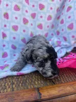 ellie, a female Poodle - Toy  for sale in Benton, MO – Photo 3 of 6