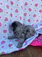 ellie, a female Poodle - Toy  for sale in Benton, MO – Photo 4 of 6