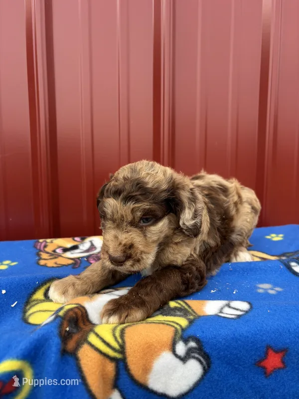 aspen – Aussiedoodle puppy for sale in Benton, MO